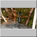 Tanyptera atrata - Holzschnake 04 Frontansicht bei der Eiablage.jpg